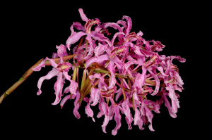 Laelia Wellesley Peak Panache HCC 79 flowers